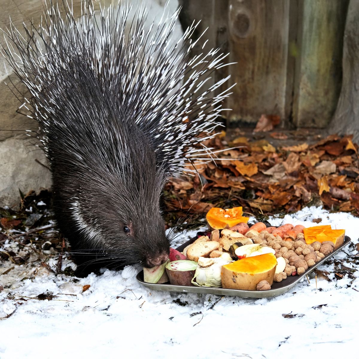 Київський зоопарк
