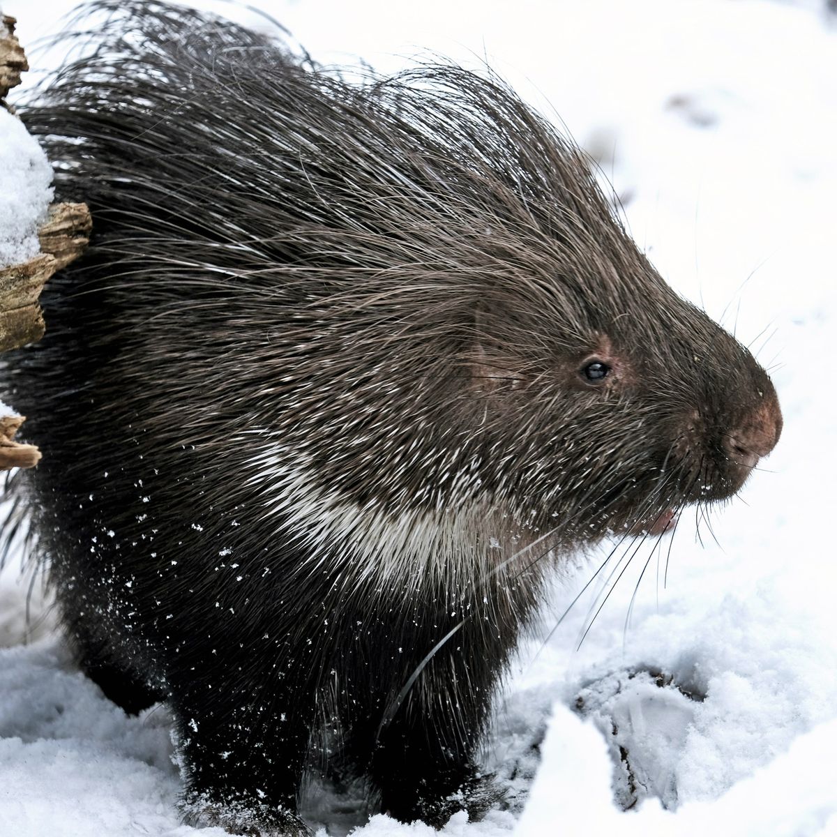 Київський зоопарк