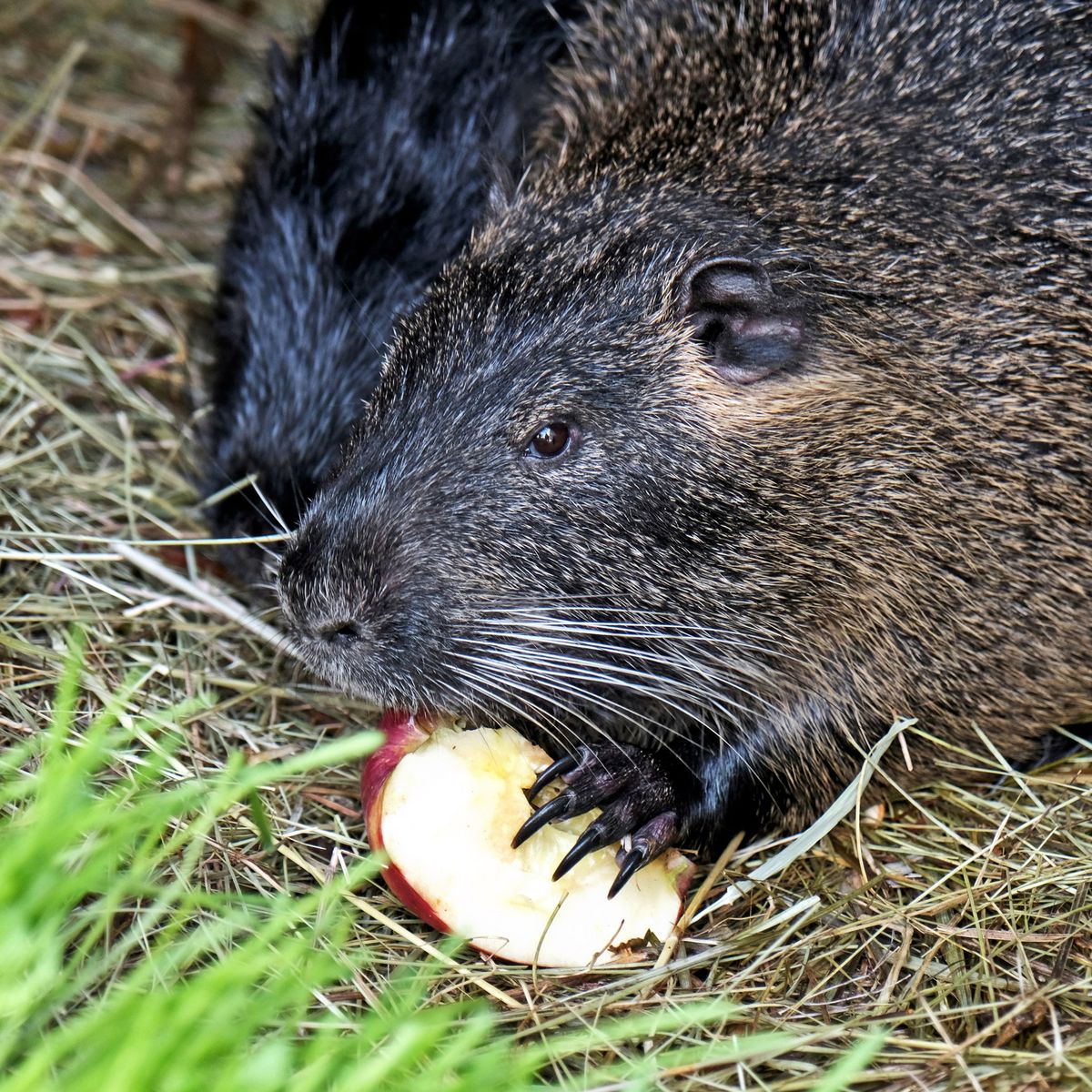 Київський зоопарк