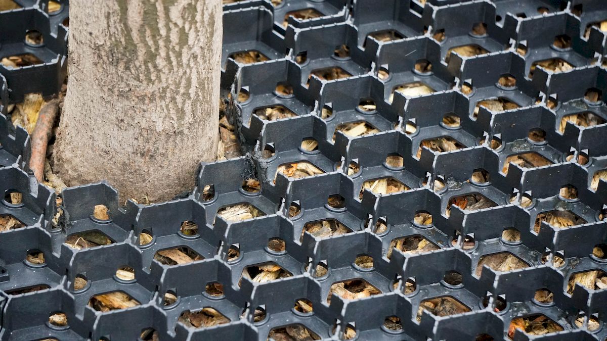 У Києві використовують європейські методи для захисту дерев та кущів узимку