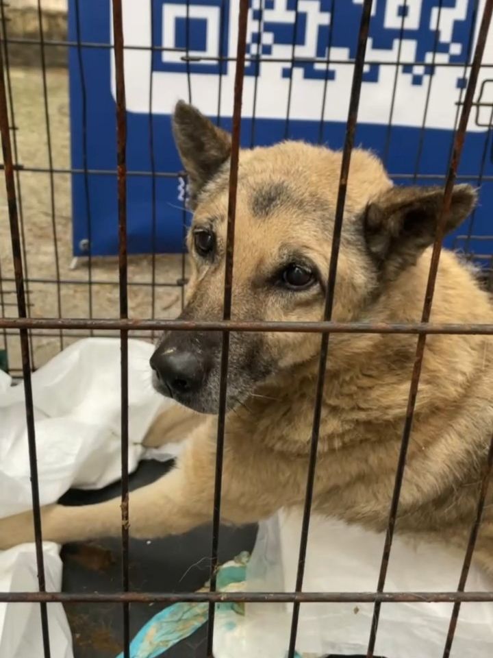 Лапка Турботи