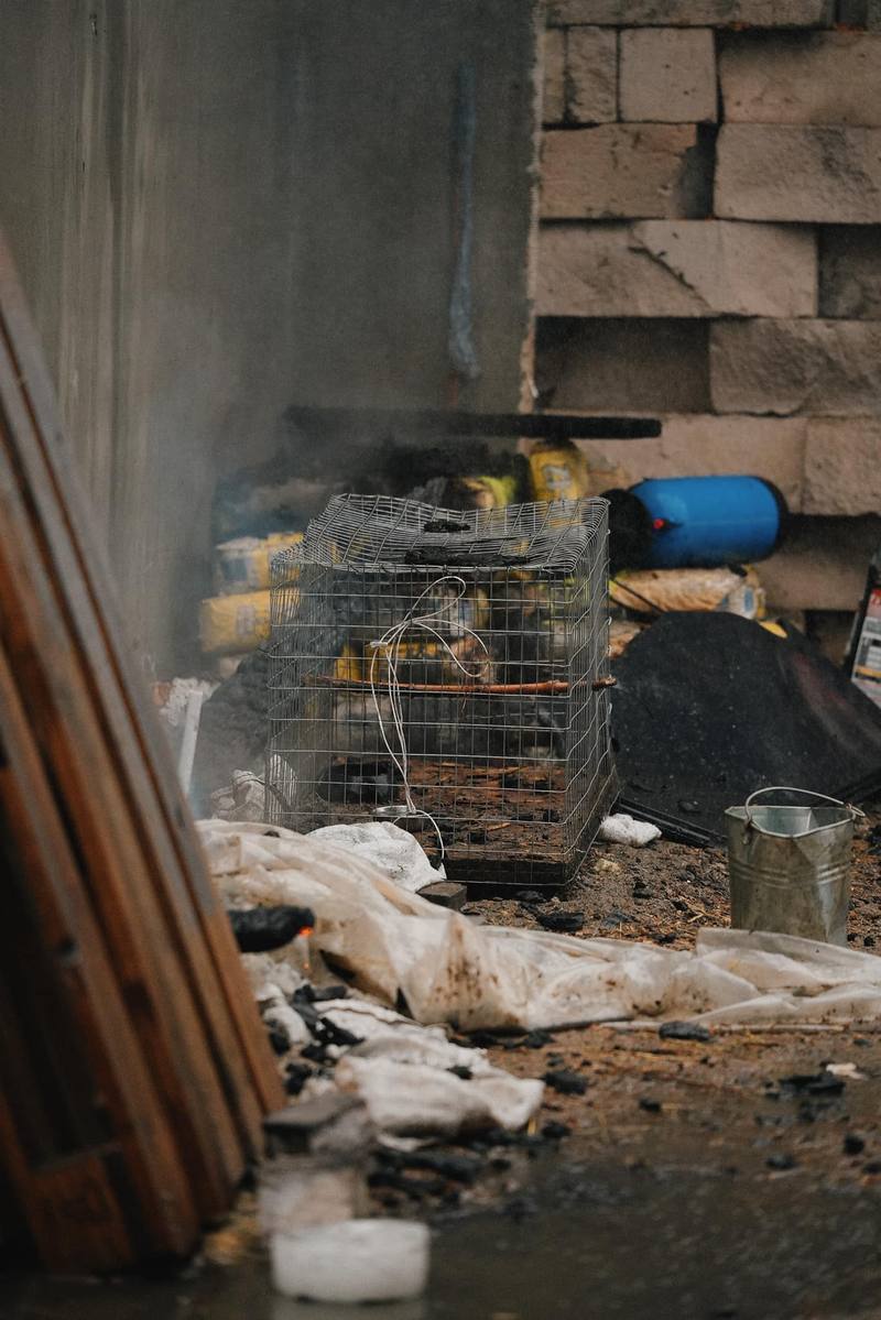 У притулку для тварин під Києвом сталася пожежа: які наслідки та як допомогти