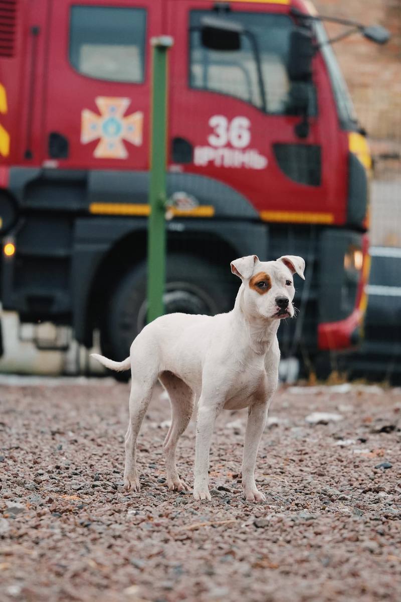 У притулку для тварин під Києвом сталася пожежа: які наслідки та як допомогти