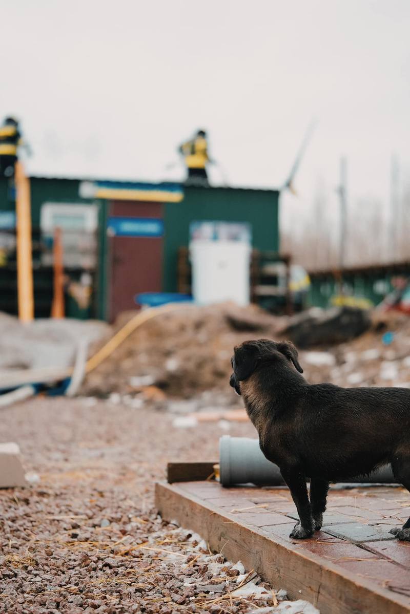 У притулку для тварин під Києвом сталася пожежа: які наслідки та як допомогти