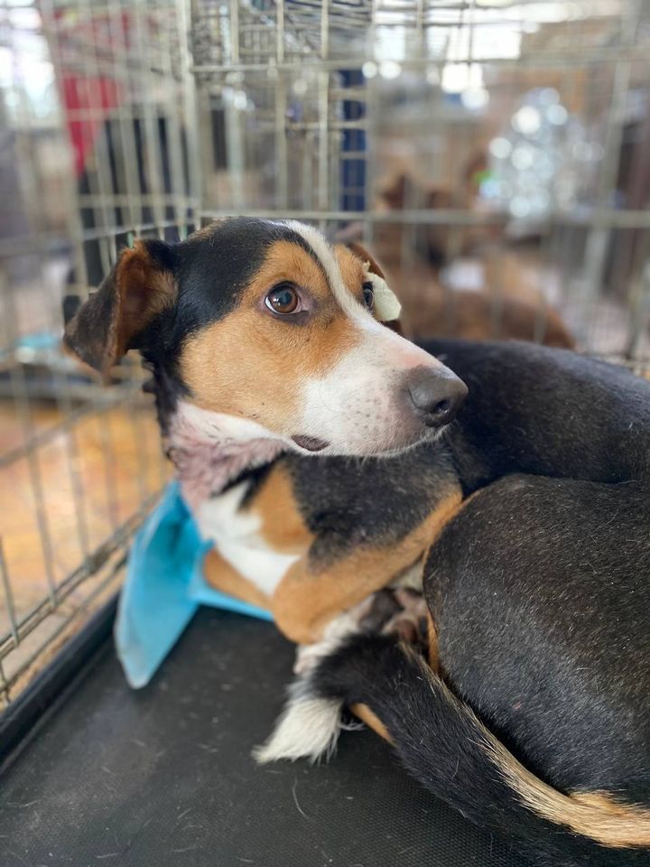 Лапка Турботи