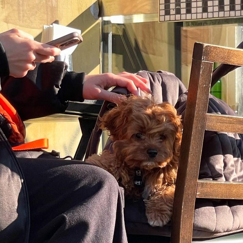 Mimosa Brooklyn Pizza