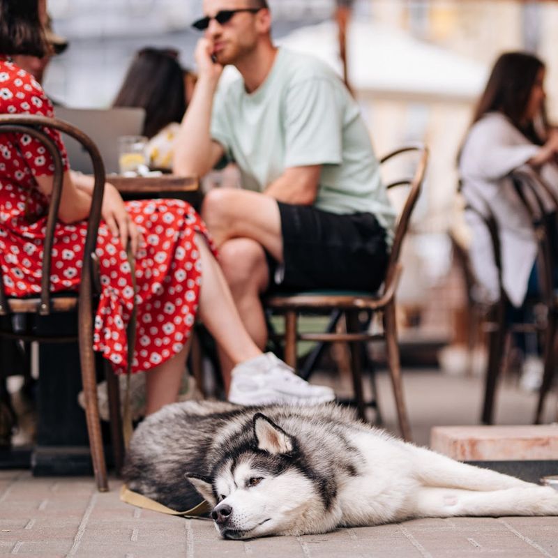 Mimosa Brooklyn Pizza