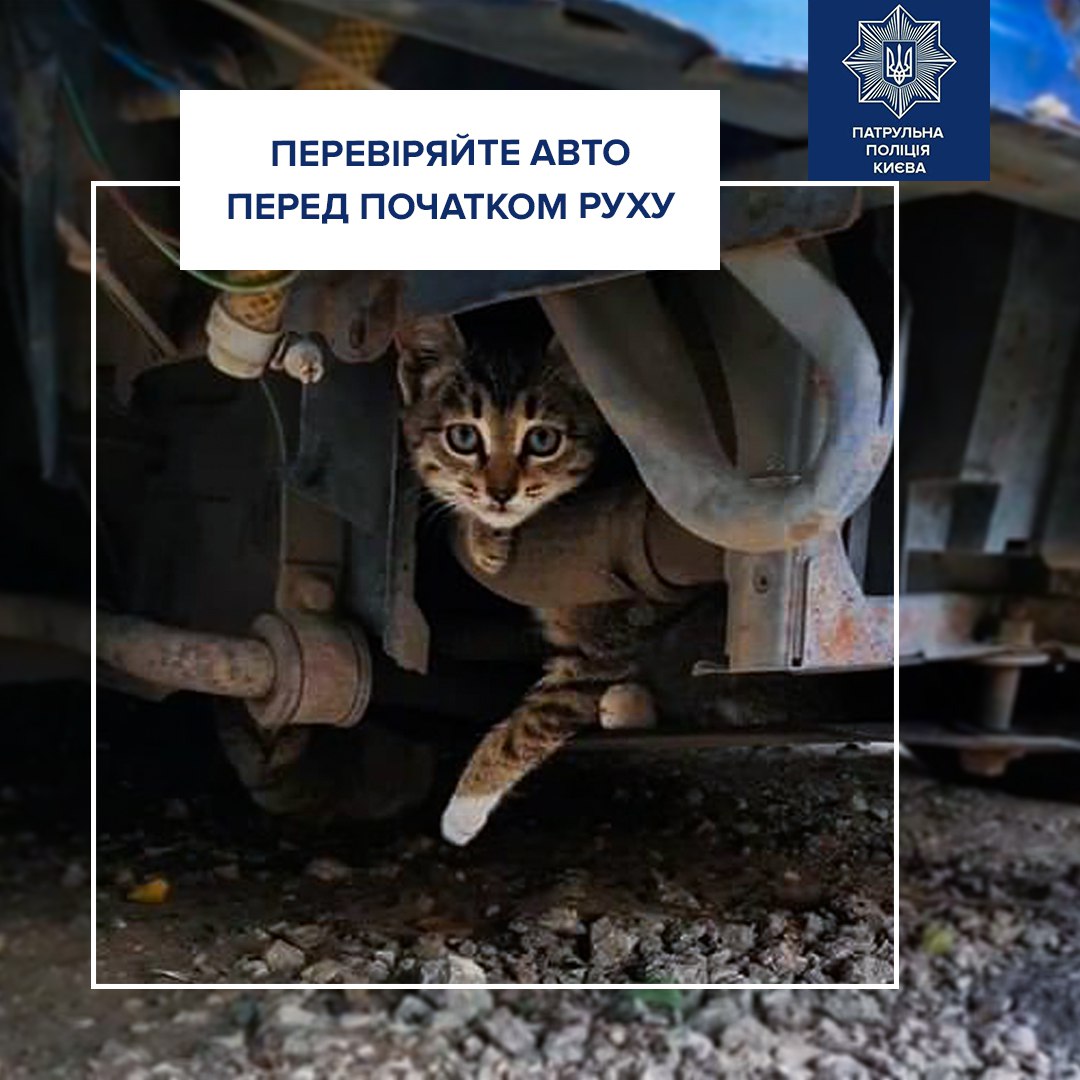 кіт під капотом авто