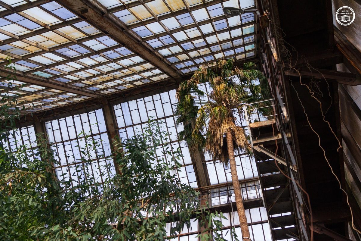 пальма Лівістона