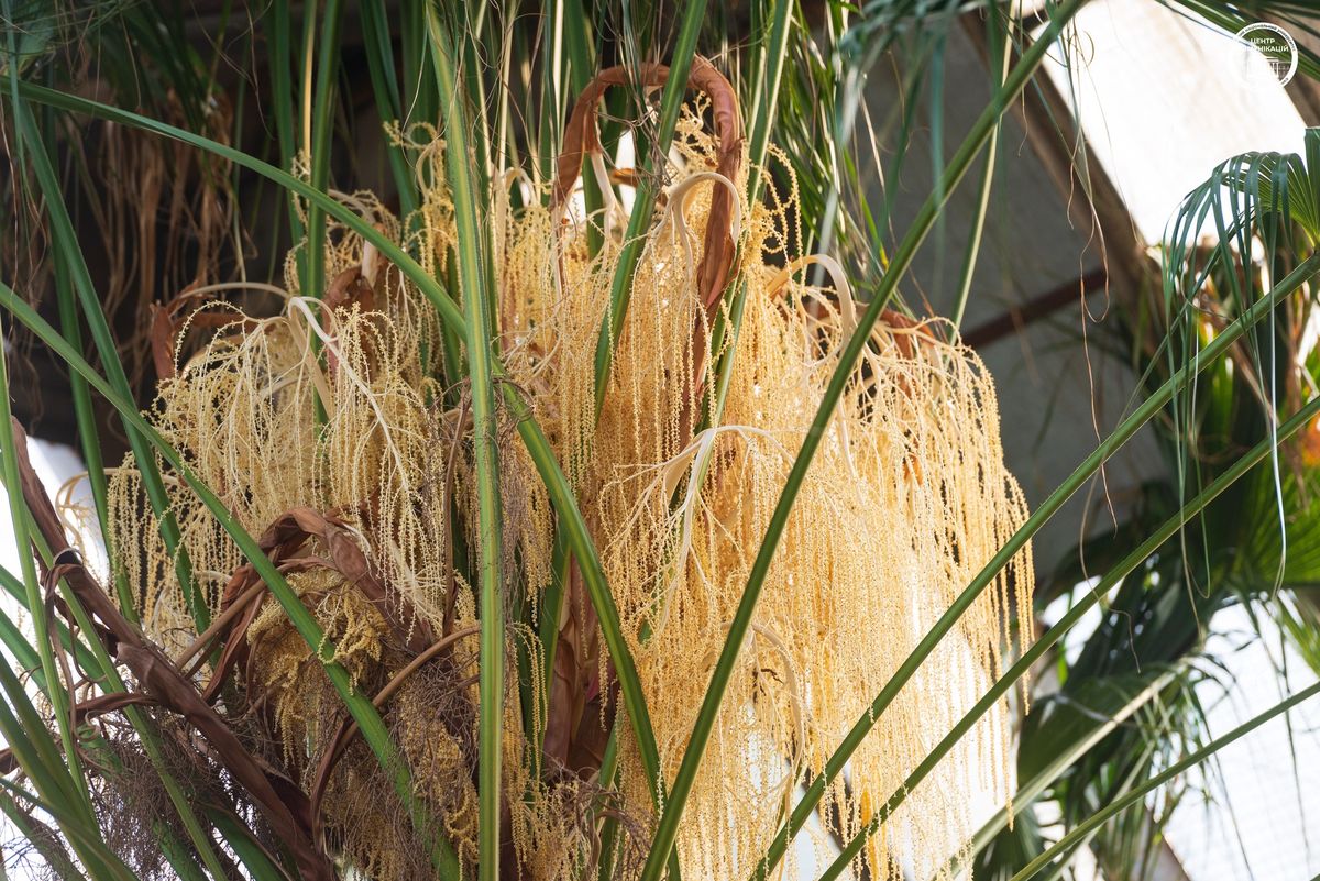 пальма Лівістона