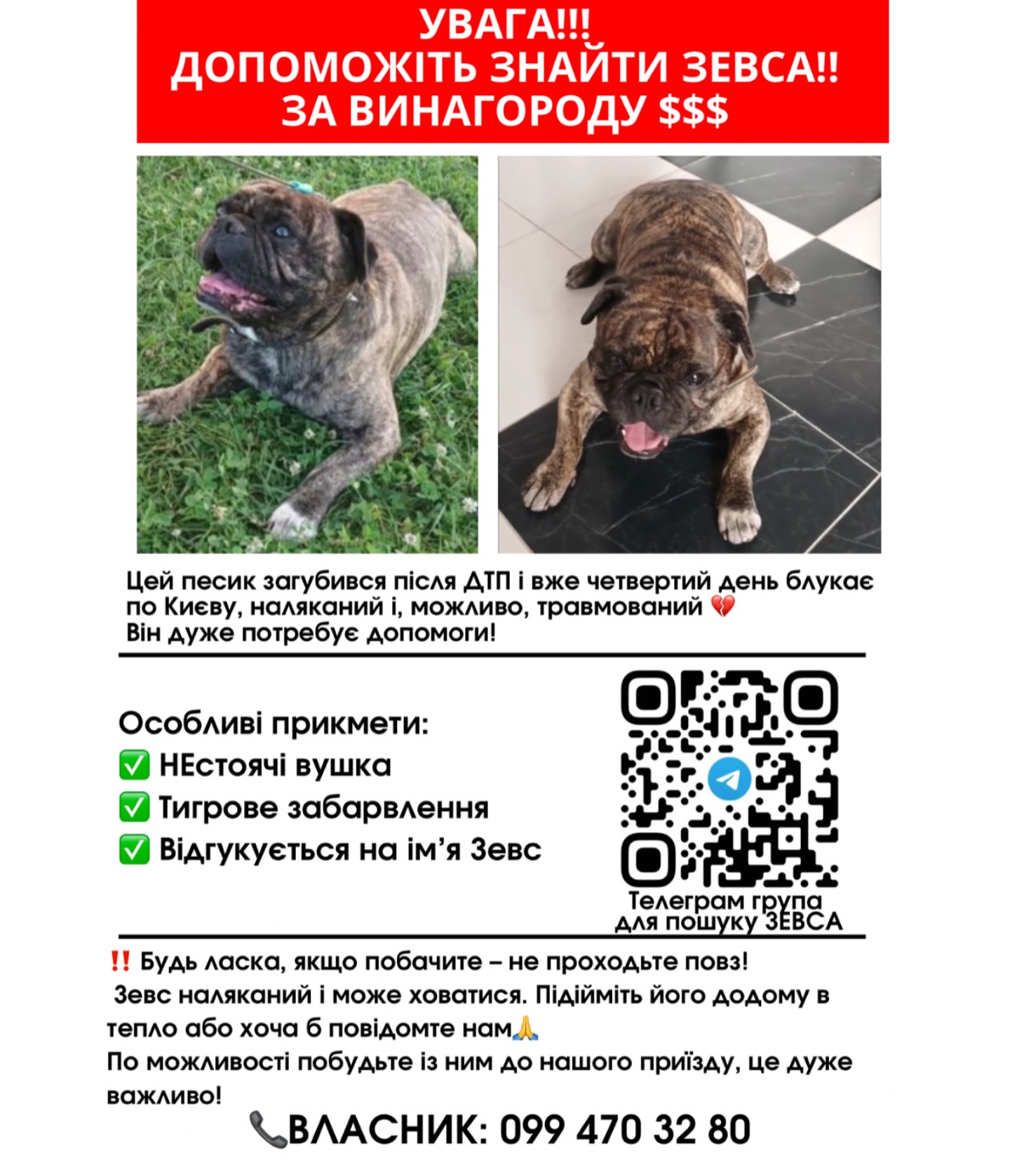 французький бульдог