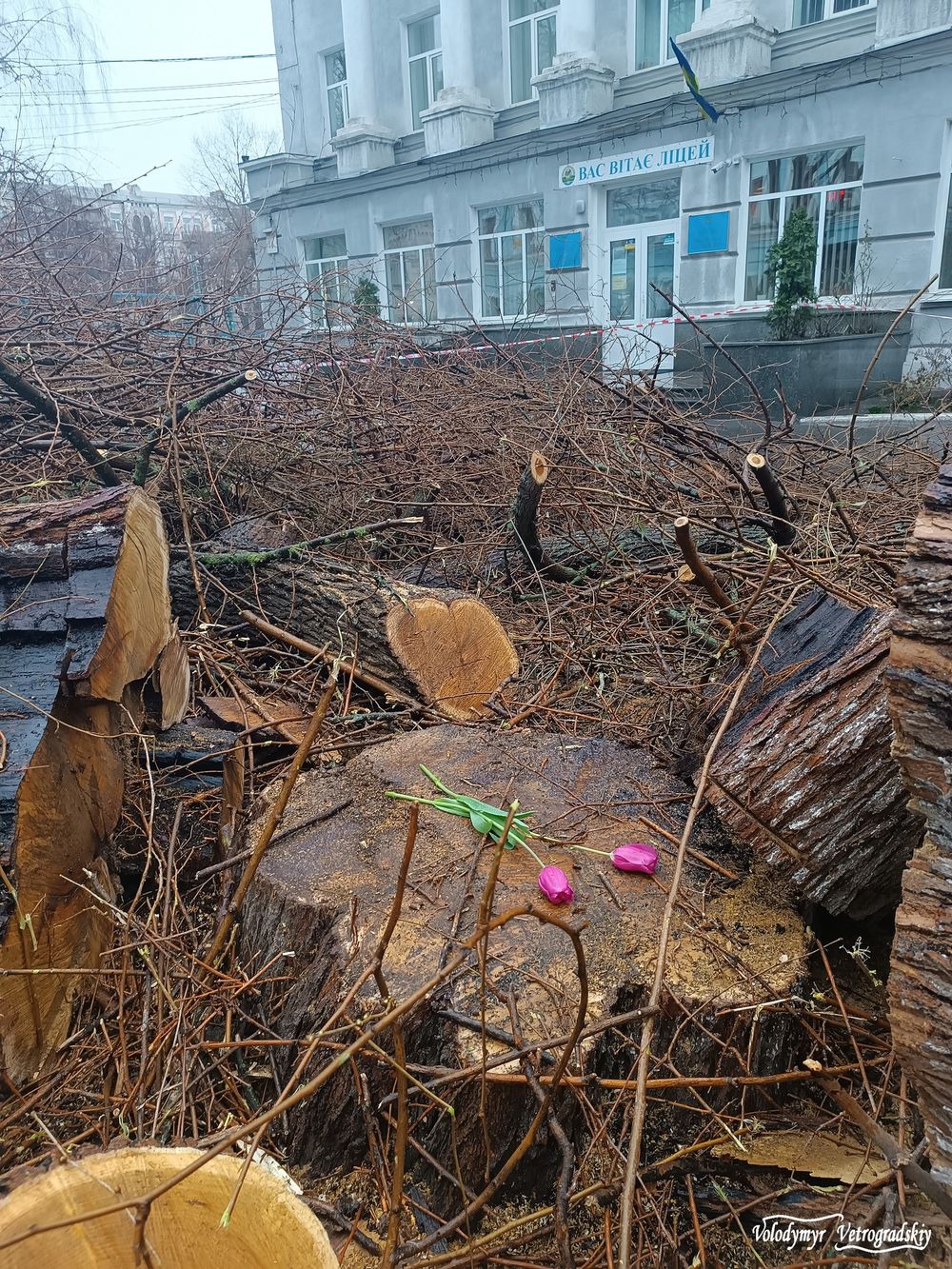 шовковиця на Подолі