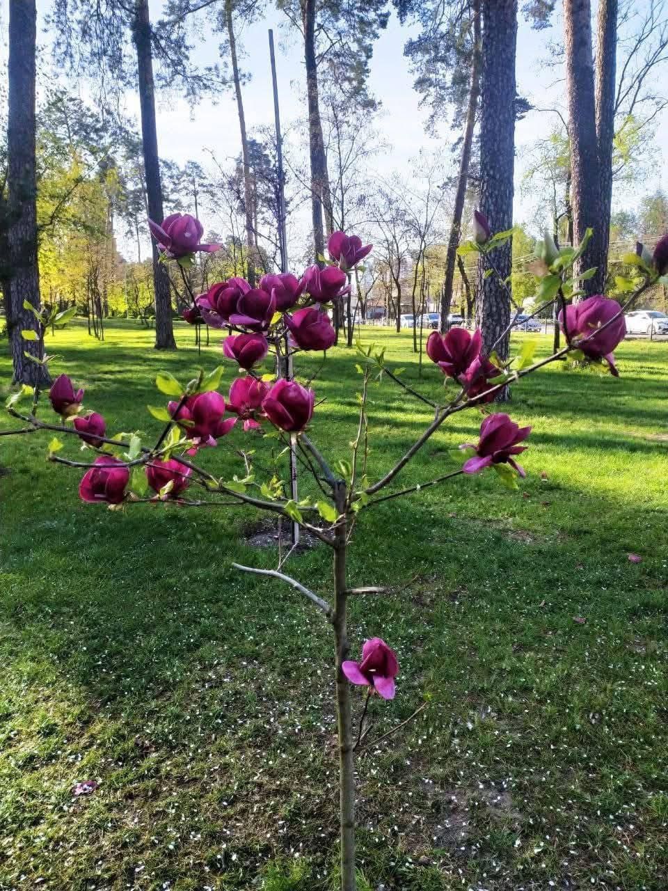 Парк партизанської слави