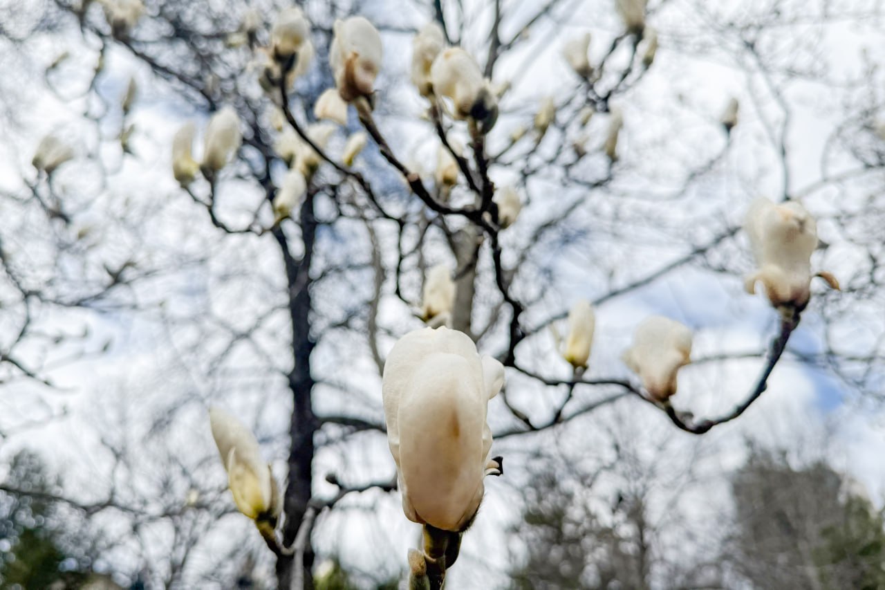 сакури та магнолії в Києві