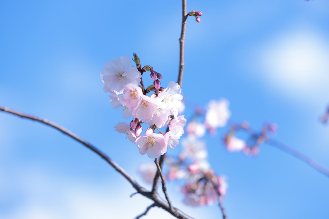 сакури та магнолії в Києві