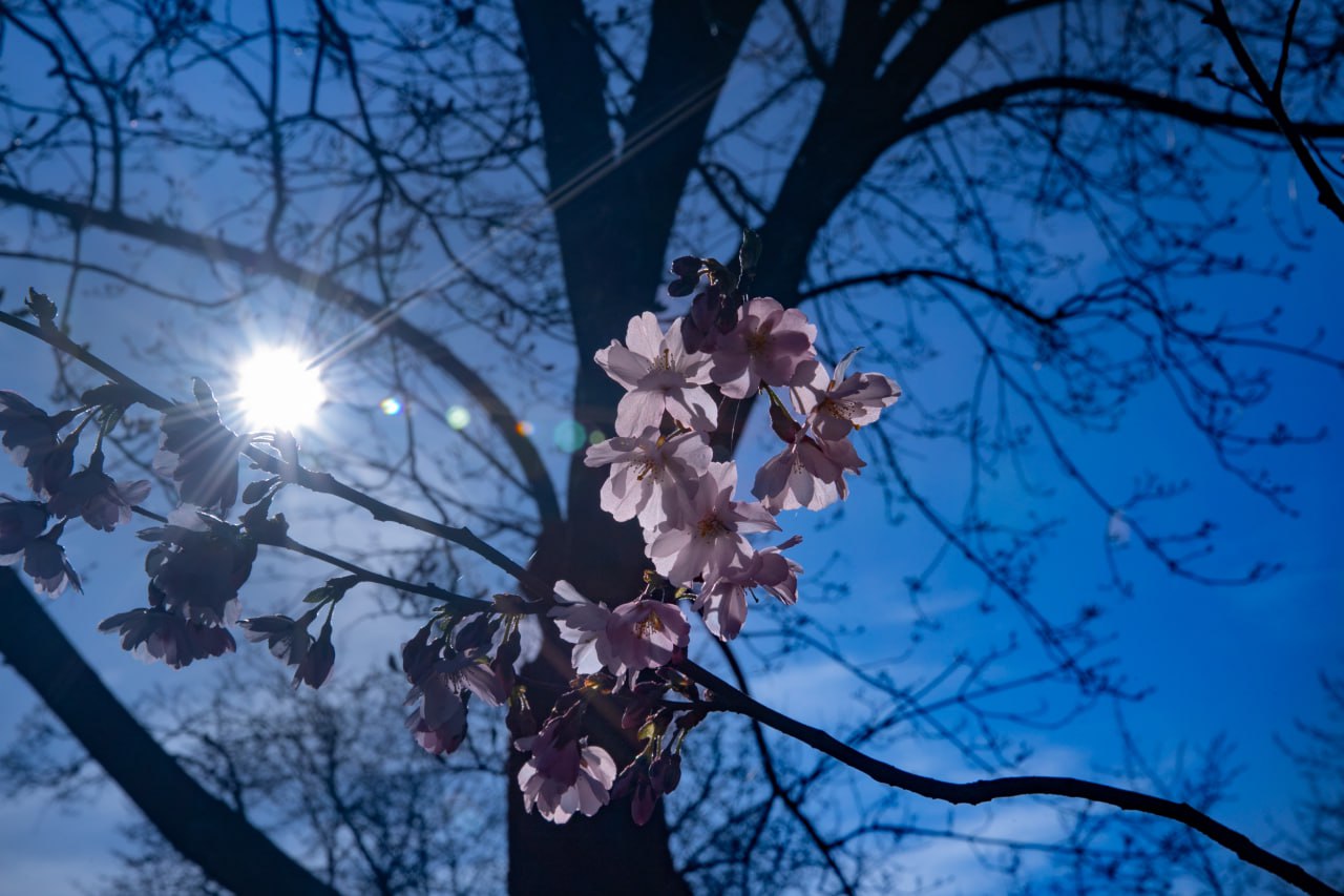 сакури та магнолії в Києві