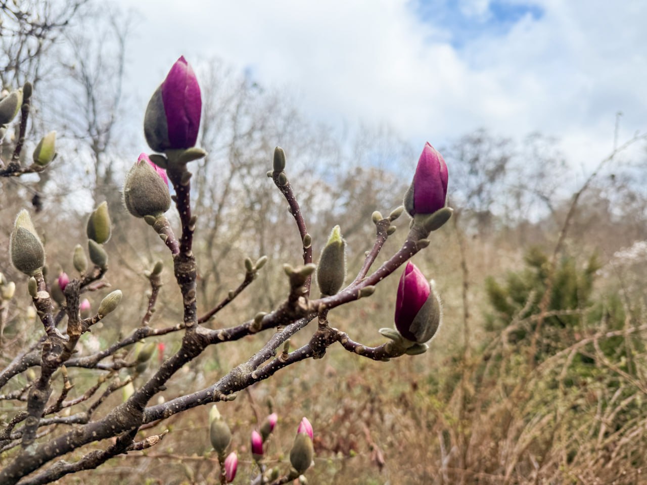сакури та магнолії в Києві