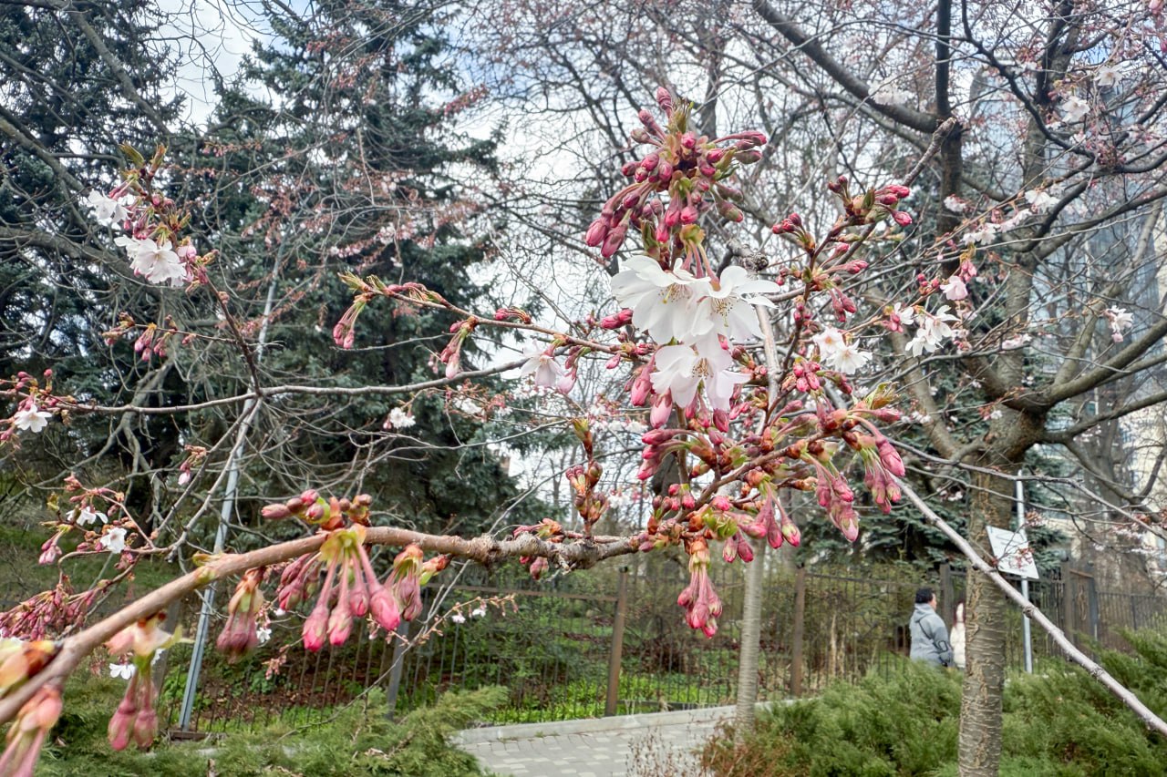 сакури та магнолії в Києві