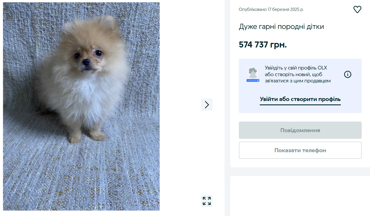 померанський шпіц