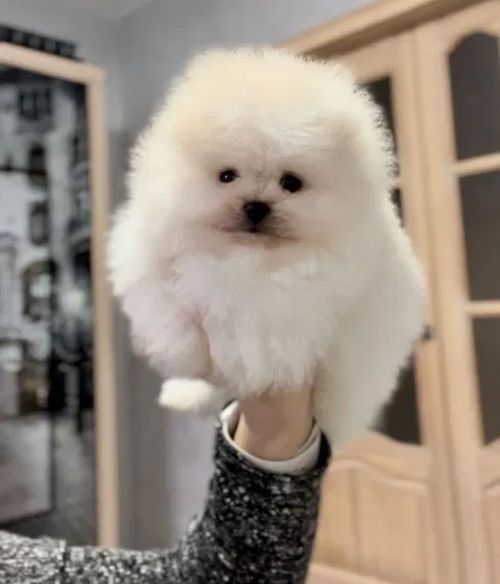 померанський шпіц