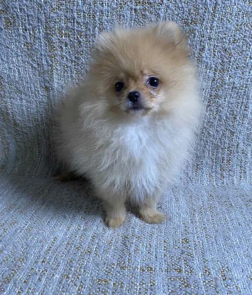 померанський шпіц