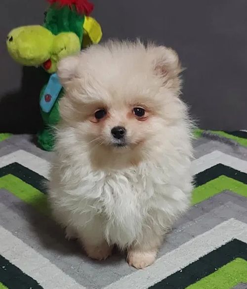 померанський шпіц