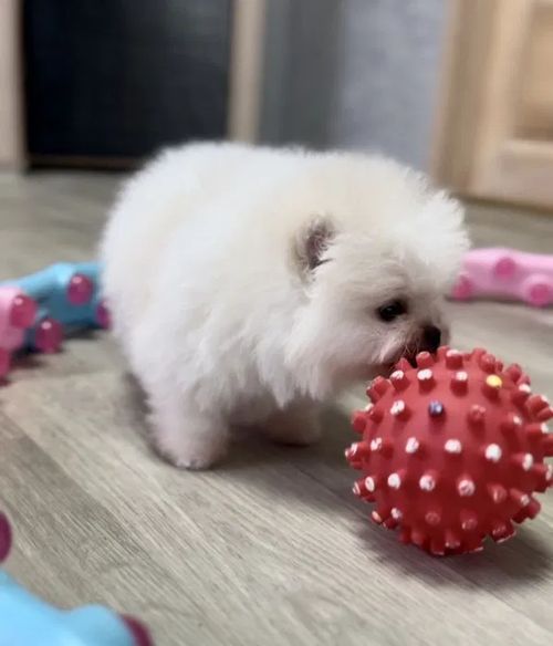 померанський шпіц