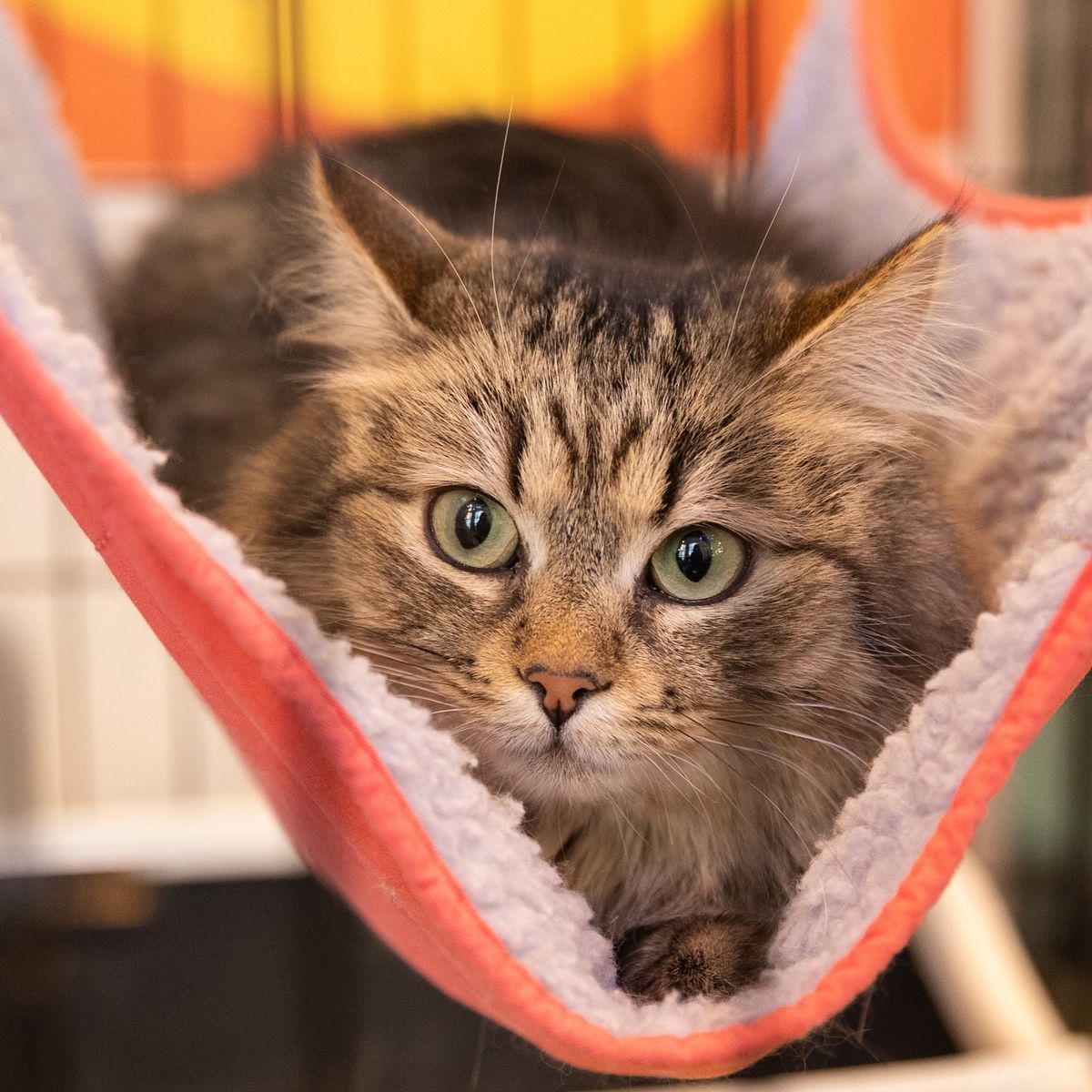 AdoptMe Days
