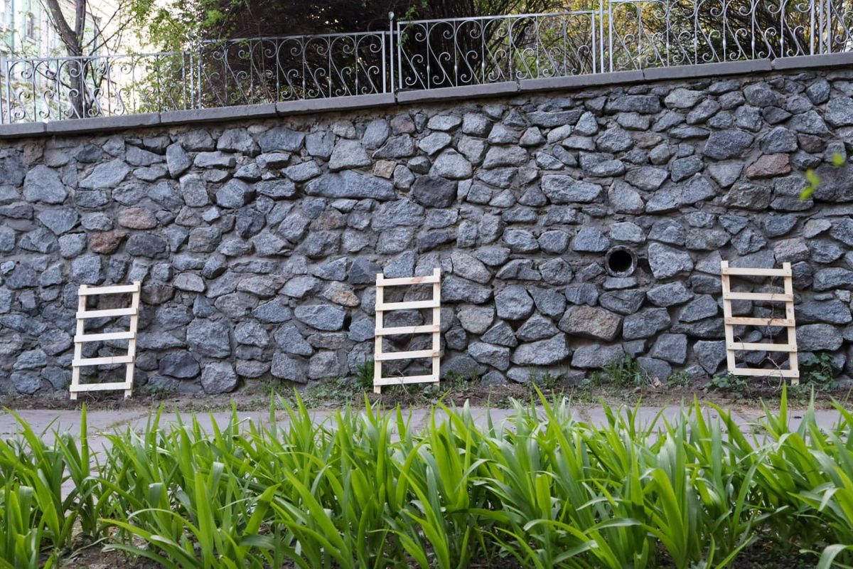 виноград на стіні біля Міського театру