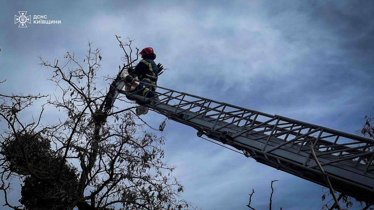 На Київщині врятували лелеку