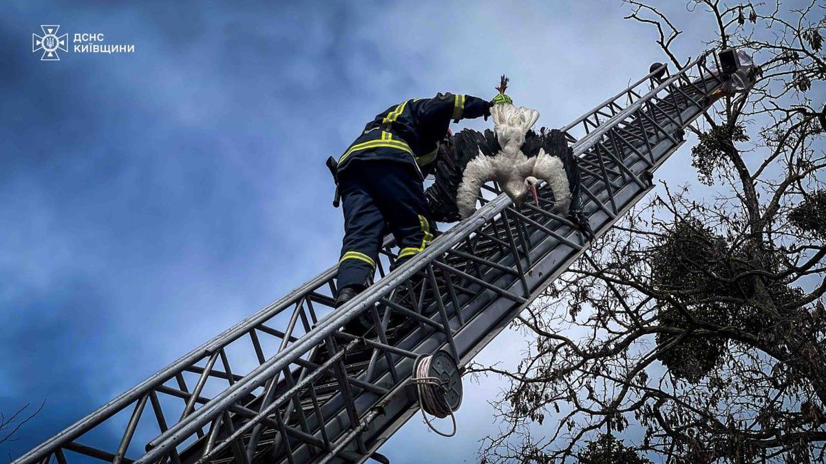 На Київщині врятували лелеку