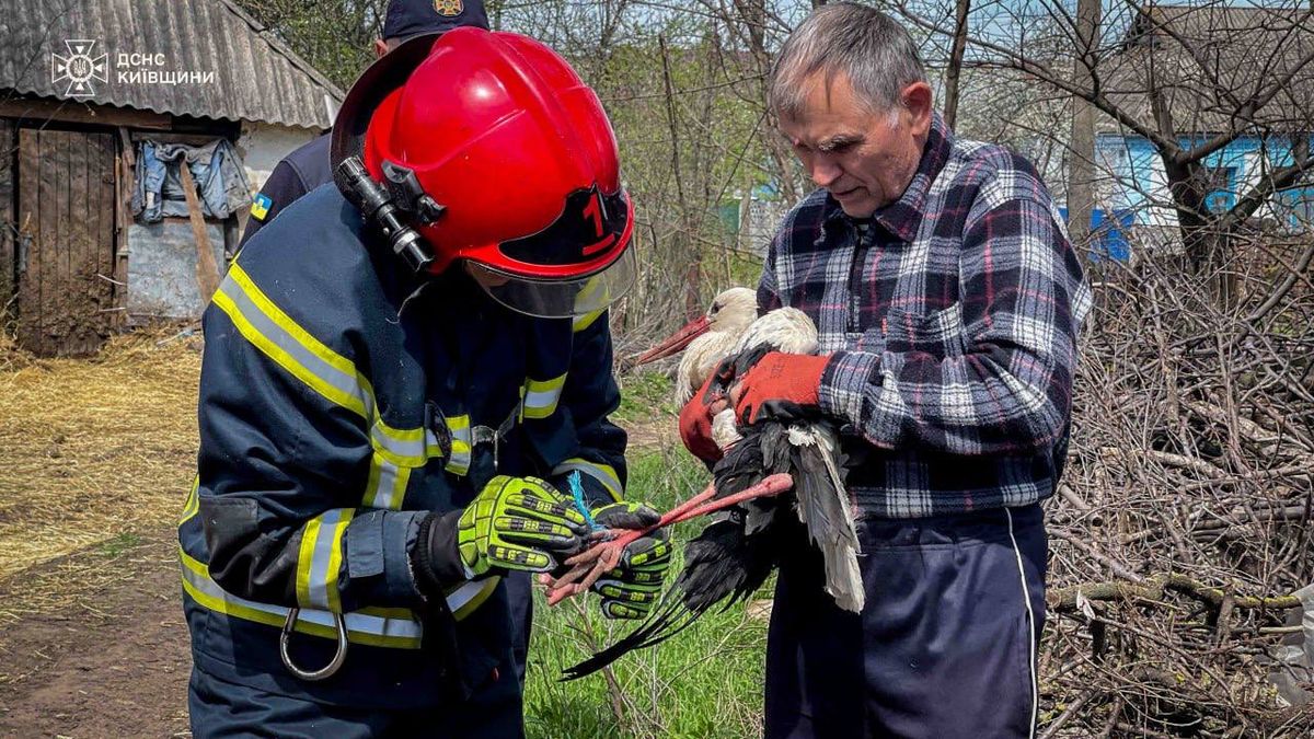 На Київщині врятували лелеку