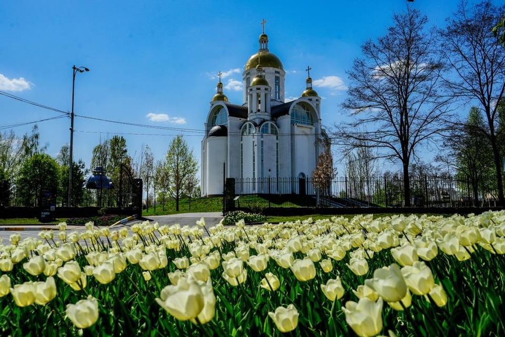тюльпани в Бучі