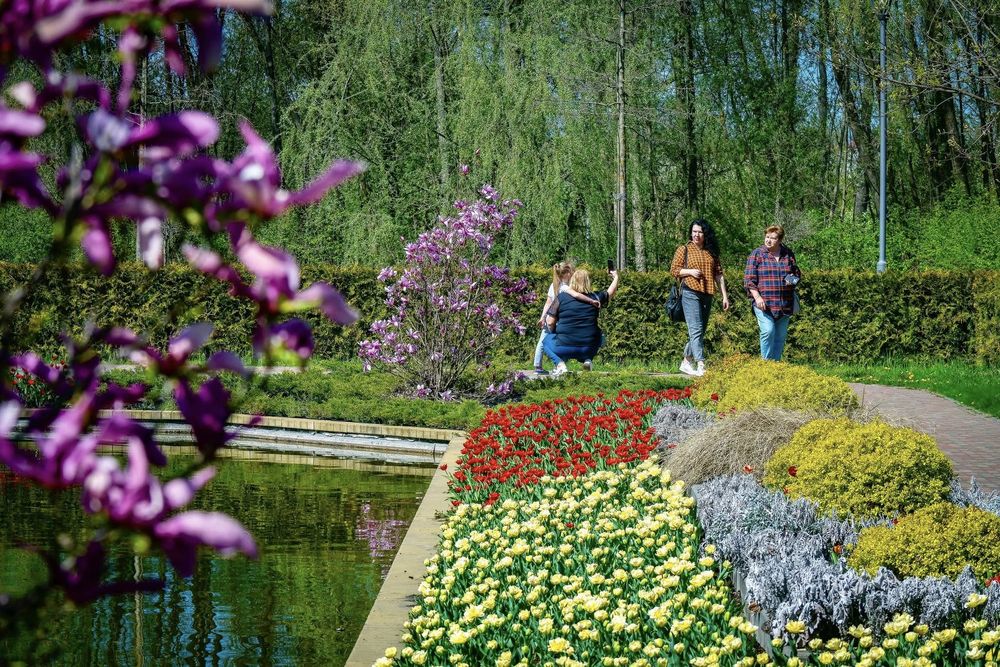 тюльпани в Бучі