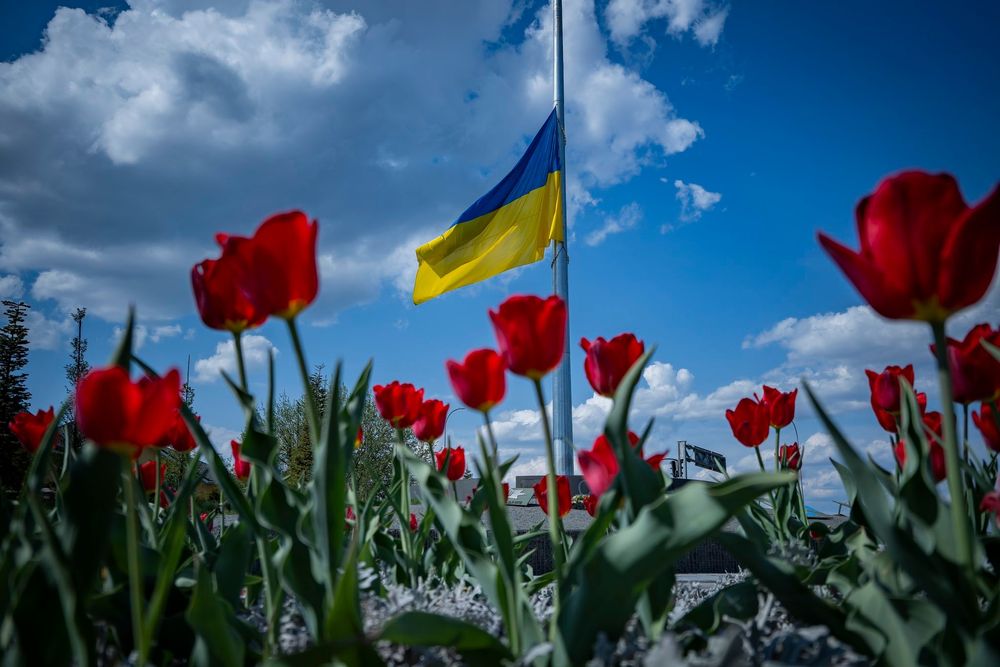 тюльпани в Бучі