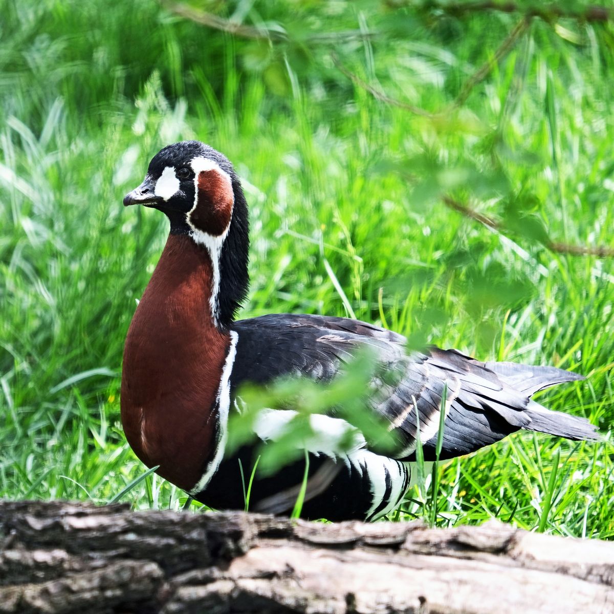 київський зоопарк