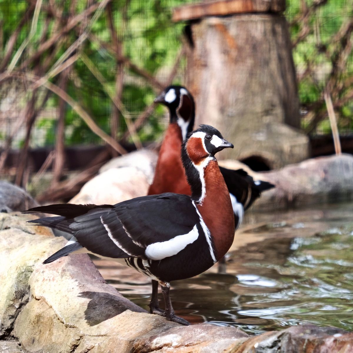 київський зоопарк