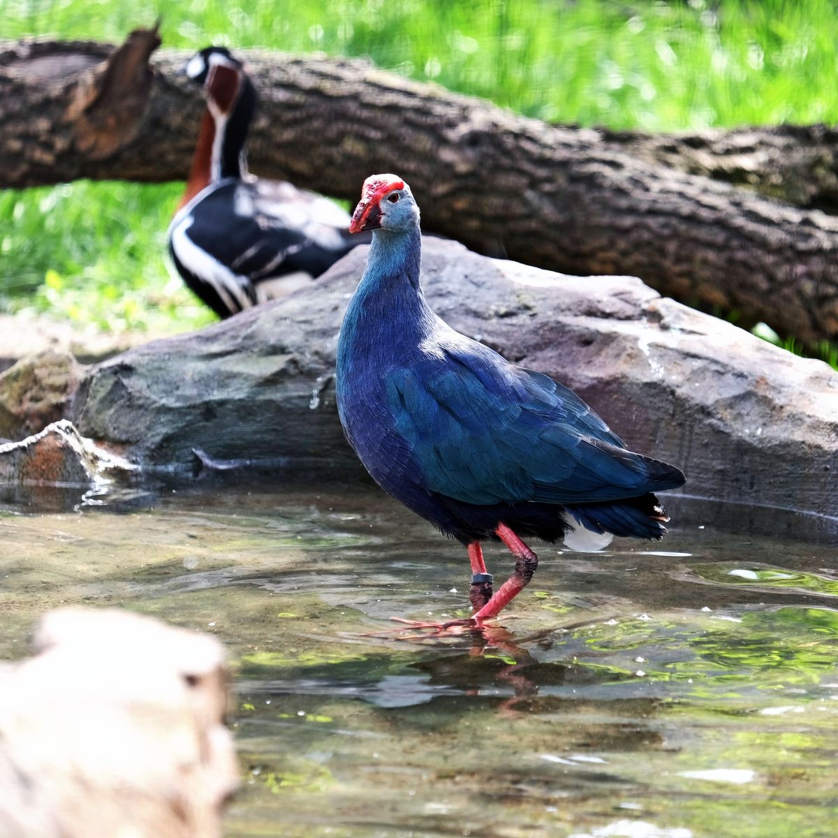 київський зоопарк