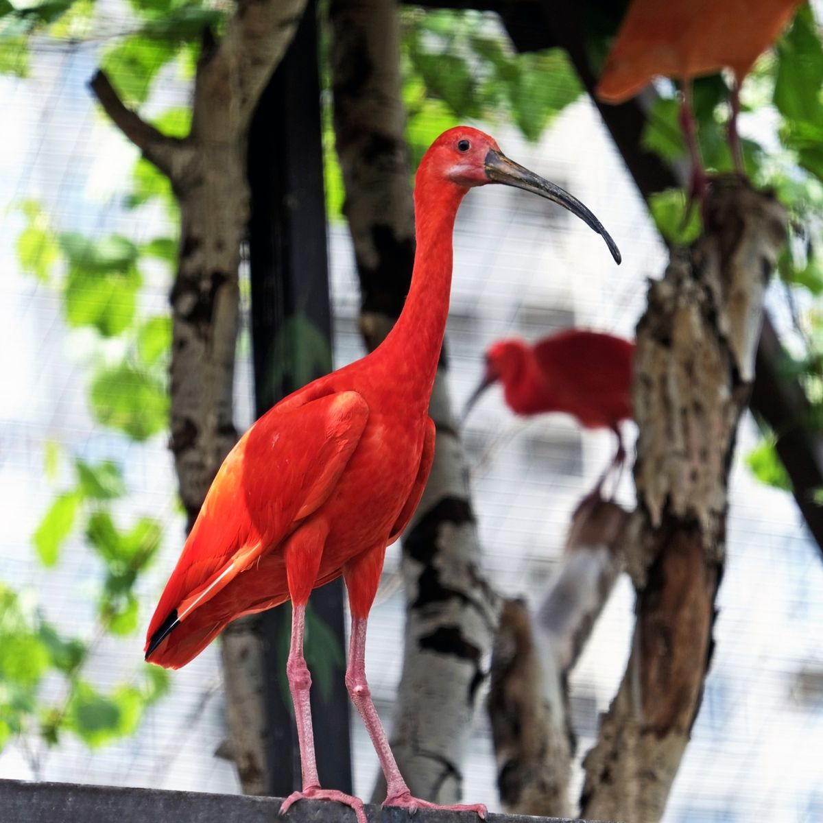 київський зоопарк