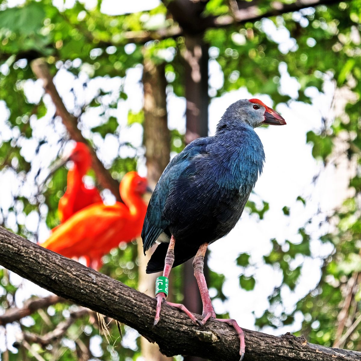 київський зоопарк