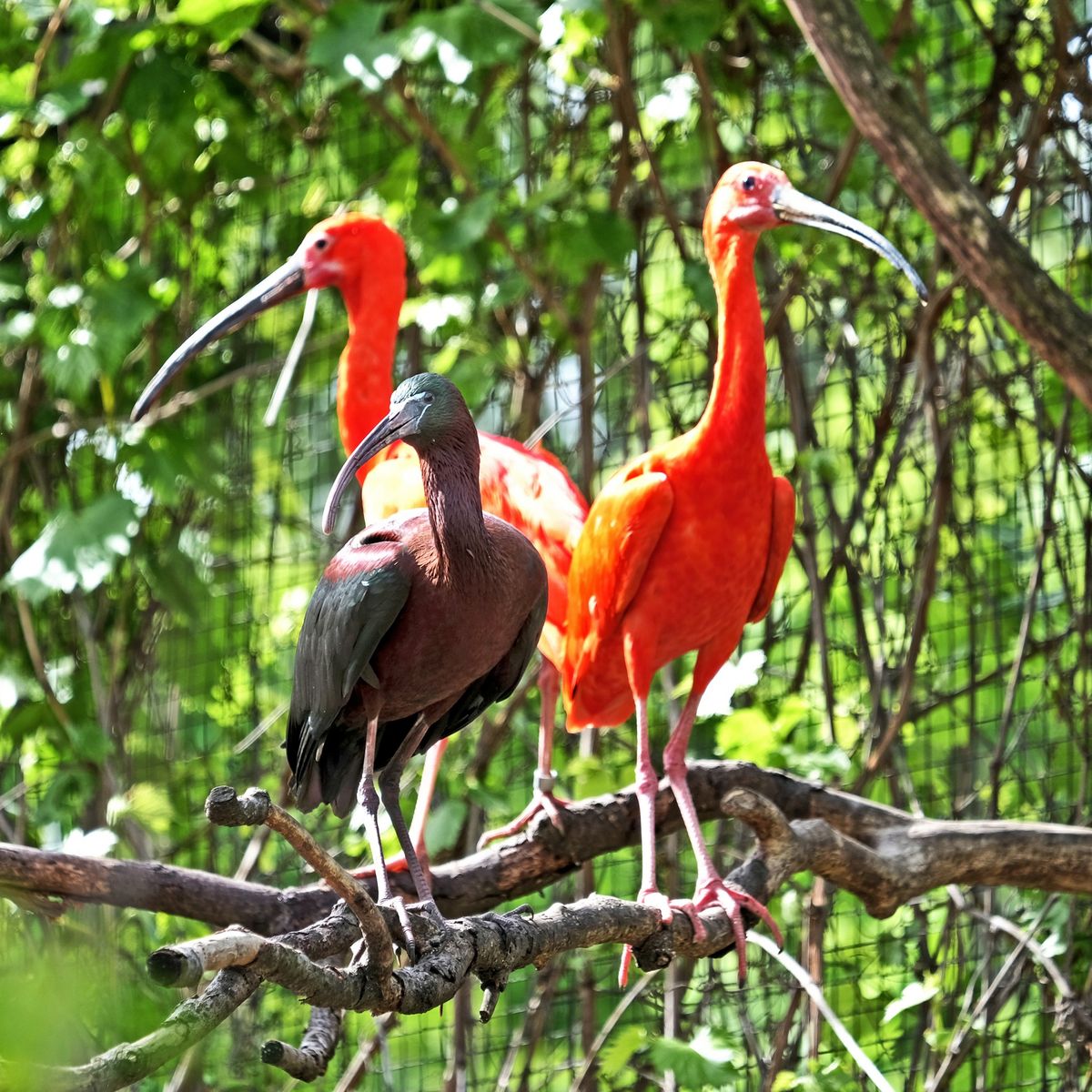 київський зоопарк