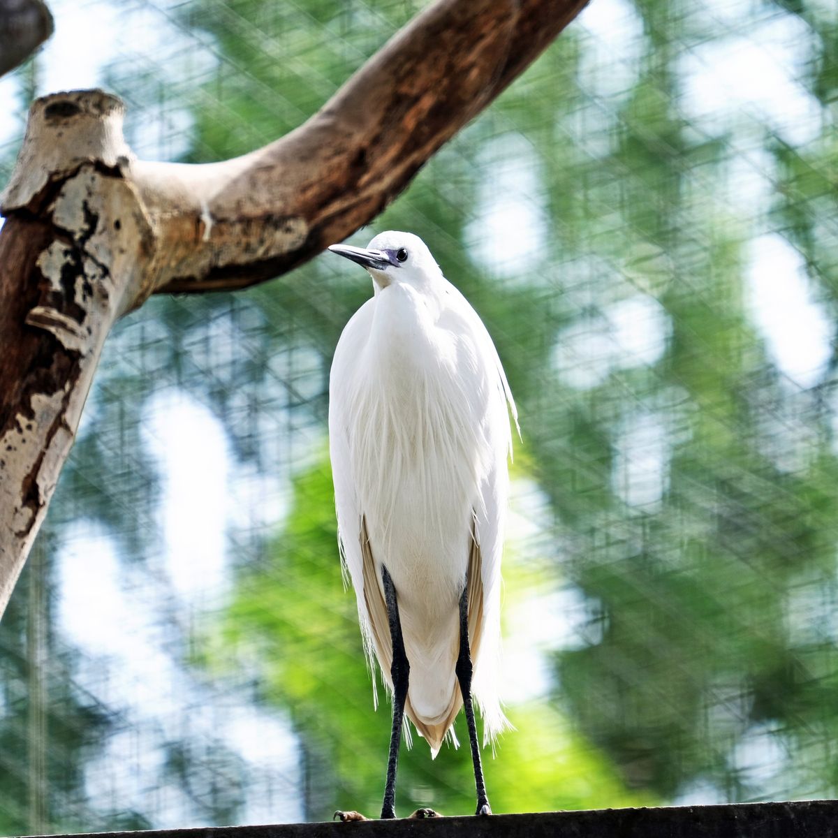 київський зоопарк