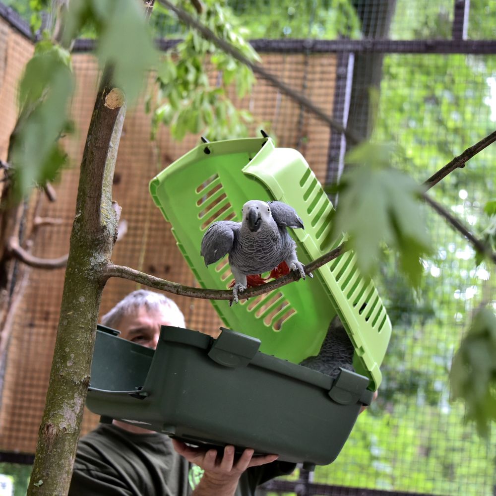 папуги жако