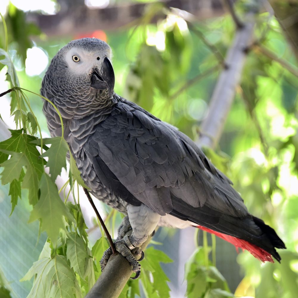 папуги жако