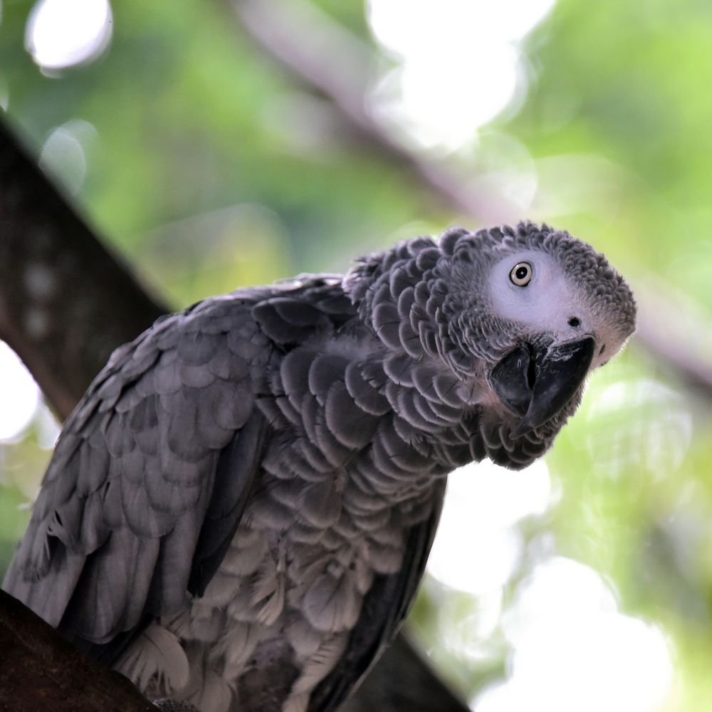 папуги жако