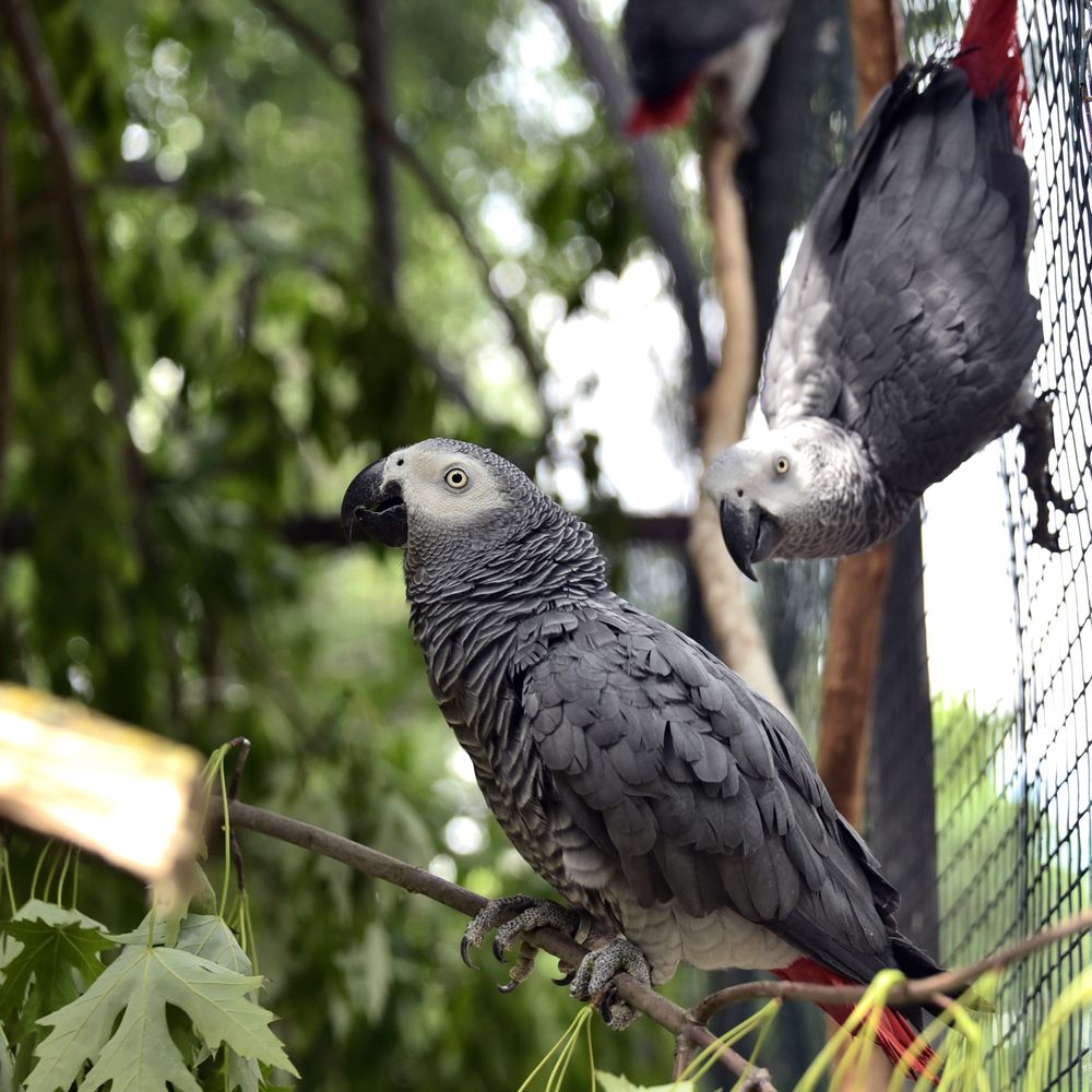 папуги жако