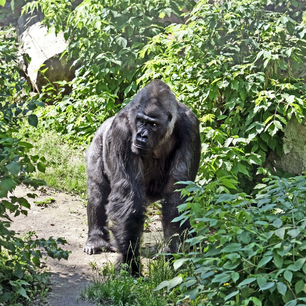 Горила Тоні