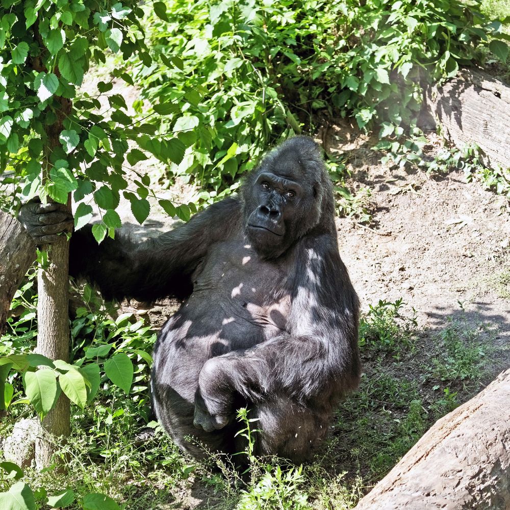 Горила Тоні