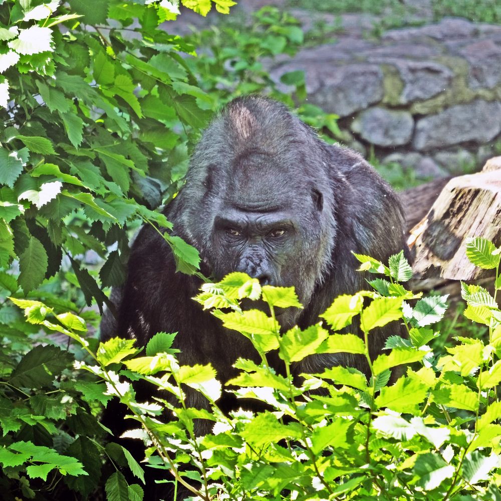 Горила Тоні