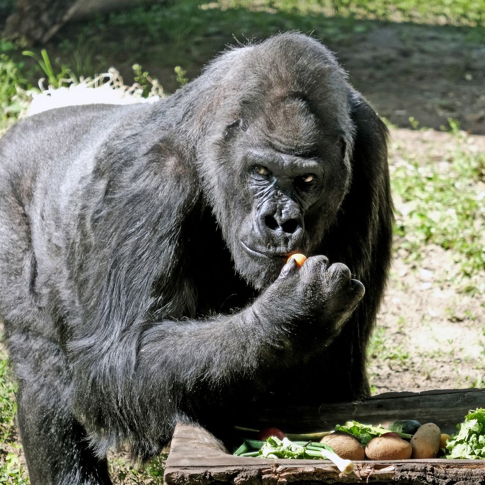 Горила Тоні